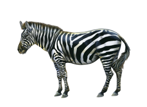 Zebra PNG image-8965